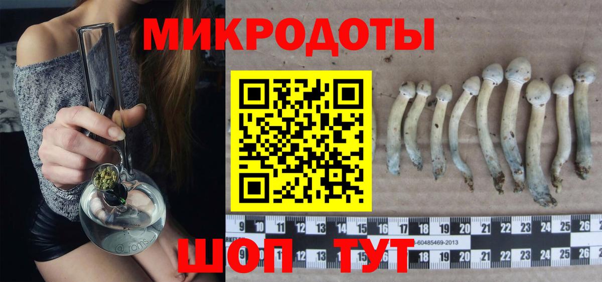 Галлюциногенные грибы Psilocybe Кировск